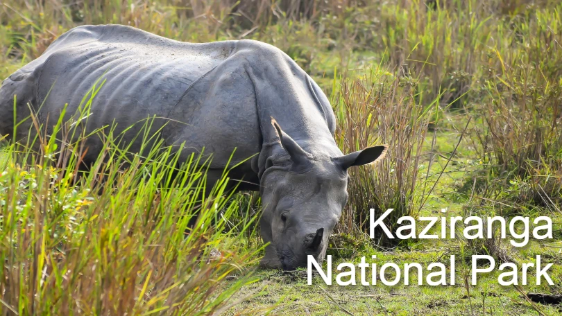 Exploring Kaziranga National Park: A Wildlife Enthusiast’s Dream